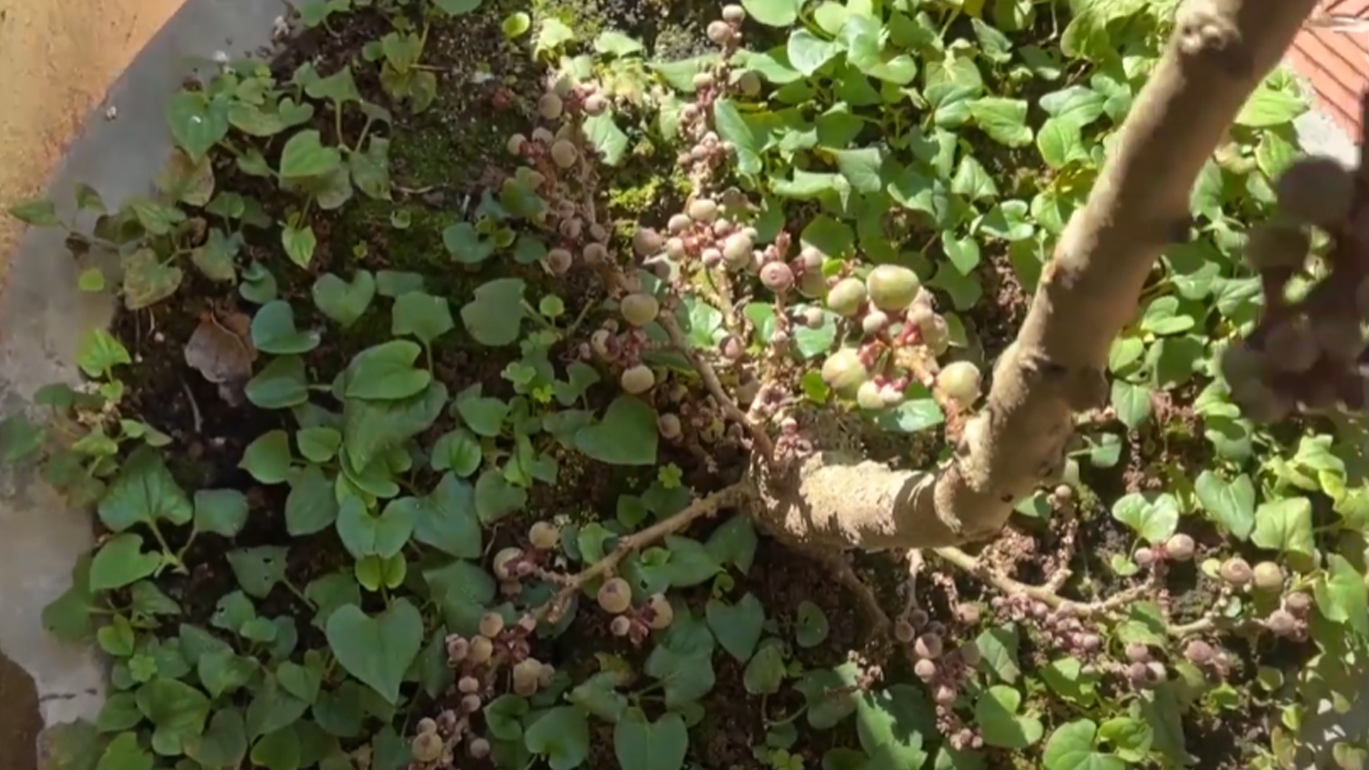 CÁCH LÀM CHO CÂY SUNG RA QUẢ TỪ GỐC ĐẾN NGỌN