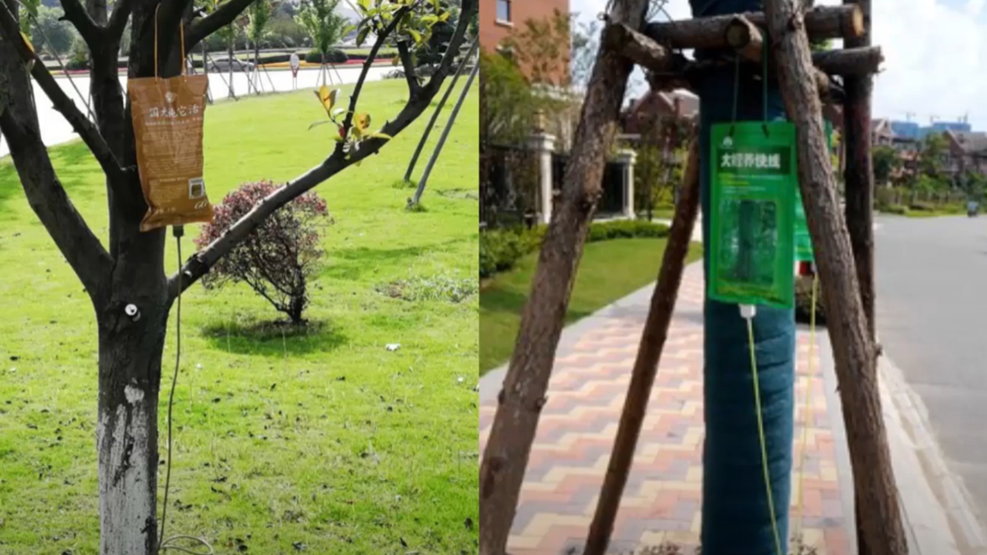 TRUYỀN DỊCH CHO CÂY - CÁCH LÀM HAY