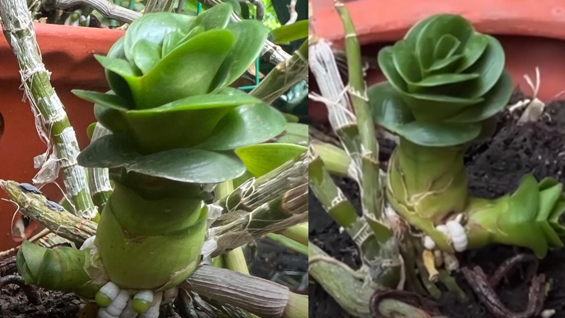 PHI ĐIỆP MÍT XU , ĐAI CHÂU ÍT BỎ LÁ , QUẾ LÁ NHĂN , BONSAI CỔ THỤ , SAI QUẢ ...