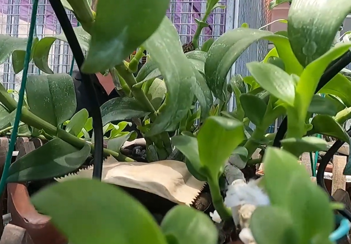 Tham Khảo Cách Làm Mầm Gốc Đạt Hiệu Quả Cao Cho Phong Lan