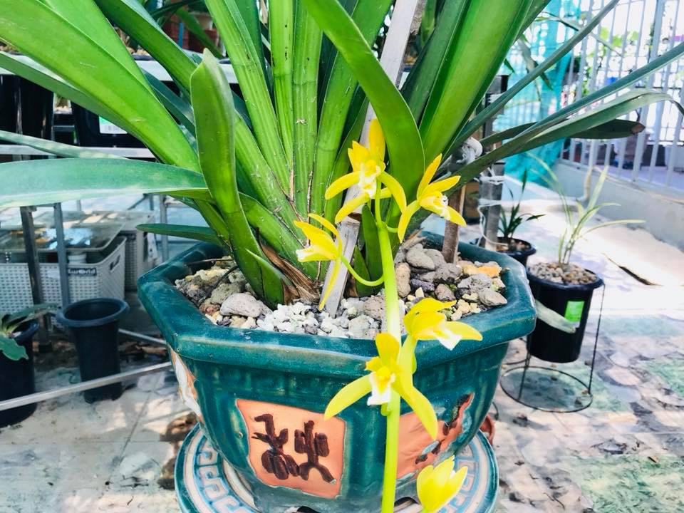 Chia Sẻ Kinh Nghiệm Kích Mầm, Kích Kie Lan Kiếm