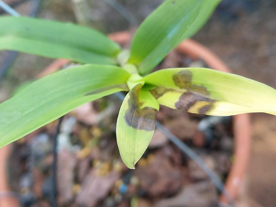 Xử Lý Thối Nhũn, Nấm Khuẩn Cho Phong Lan Hiệu Quả